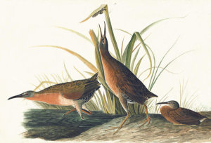 John James Audubon - Virginia Rail (Rallus limicola), Havell plate no. 205, c. 1820; 1833-34