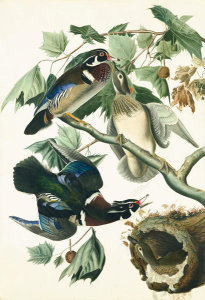John James Audubon - Wood Duck (Aix sponsa), Havell plate no. 206, 1821; c. 1825