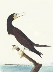 John James Audubon - Brown Booby (Sula leucogaster), Havell plate no. 207, c. 1832