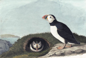 John James Audubon - Atlantic Puffin (Fratercula artica), Havell plate no. 213, c. 1833