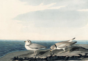 John James Audubon - Piping Plover (Charadrius melodus), Havell plate no. 220, c. 1833