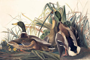 John James Audubon - Mallard (Anas platyrhynchos), Havell plate no. 221, c. 1821-25