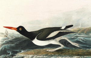 John James Audubon - American Oystercatcher (Haematopus palliatus), Havell plate no. 223, c. 1821