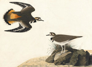 John James Audubon - Killdeer (Charadrius vociferus), Havell plate no. 225, c. 1821-25