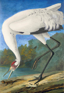 John James Audubon - Whooping Crane (Grus americana), Havell plate no. 226, c. 1821; 1822