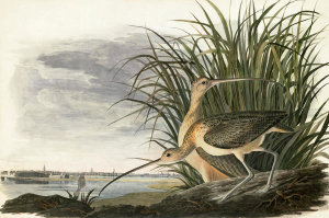 John James Audubon - Long-billed Curlew (Numenius americanus), Havell plate no. 231, 1831