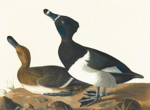 John James Audubon - Ring-necked Duck (Aythya collaris), Havell plate no. 234, 1821