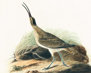 John James Audubon - Whimbrel (Numenius phaeopus), Havell plate no. 237, 1821