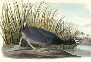 John James Audubon - American Coot (Fulica americana), Havell plate no. 239, 1831