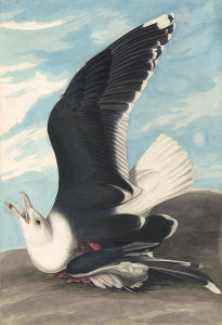 John James Audubon - Great Black-backed Gull (Larus marinus), Havell plate no. 241, 1832