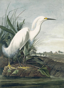 John James Audubon - Snowy Egret (Egretta thula), Havell plate no. 242, 1832