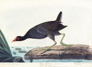 John James Audubon - Common Gallinule (Gallinula chloropus), Havell plate no. 244, 1821