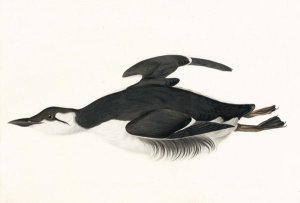 John James Audubon - Thick-billed Murre (Uria lomvia), Havell plate no. 245, 1833