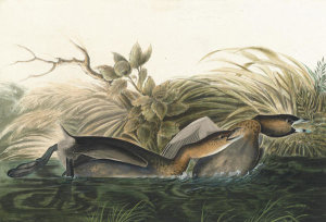 John James Audubon - Pied-billed Grebe (Podilymbus podiceps), Havell plate no. 248, 1821