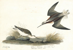 John James Audubon - Wilson's Phalarope (Phalaropus tricolor), Havell plate no. 254, 1832-33