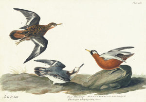 John James Audubon - Red Phalarope (Phalaropus fulicaria), Havell plate no. 255, 1835