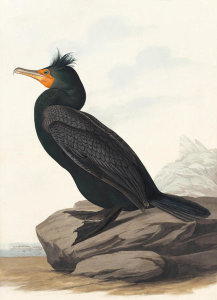 John James Audubon - Double-crested Cormorant (Phalacrocorax auritus), Havell plate no. 257, 1833