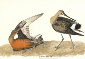 John James Audubon - Hudsonian Godwit (Limosa haemastica), Havell plate no. 258, 1832; 1835