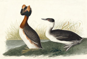 John James Audubon - Horned Grebe (Podiceps auritus), Havell plate no. 259, c. 1833