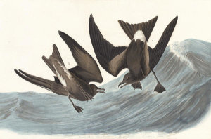John James Audubon - Leach's Storm-Petrel (Oceanodroma leucorhoa), Havell plate no. 260, 1831
