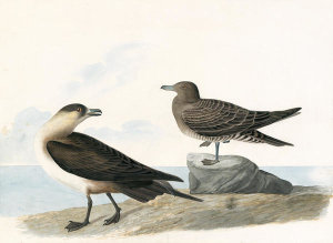 John James Audubon - Parasitic Jaeger (Stercorarius parasiticus), Havell plate no. 272, 1834