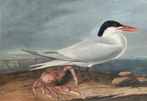 John James Audubon - Royal Tern (Sterna maxima), Havell plate no. 273, 1832