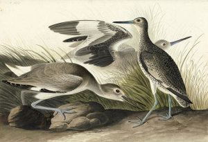 John James Audubon - Willet (Tringa semipalmata), Havell plate no. 274, 1832-34