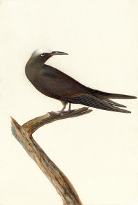 John James Audubon - Brown Noddy (Anous stolidus), Havell plate no. 275, 1832