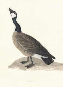 John James Audubon - Canada Goose (Branta canadensis), Havell plate no. 277, c. 1834-35
