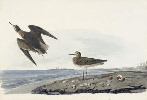 John James Audubon - White-rumped Sandpiper (Calidris fuscicollis), Havell plate no. 278, 1831