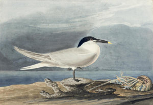 John James Audubon - Sandwich Tern (Sterna sandvicensis), Havell plate no. 279, 1832