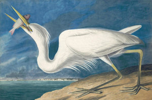 John James Audubon - Great Blue Heron (Ardea herodias), Havell plate no. 281, 1832