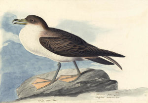 John James Audubon - Greater Shearwater (Puffinus gravis), Havell plate no. 283, 1833