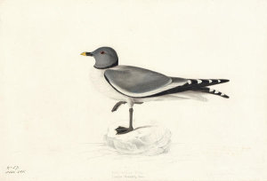 John James Audubon - Sabine's Gull (Xema sabini), Havell plate no. 285, 1835