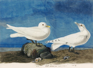 John James Audubon - Ivory Gull (Pagophila eburnea), Havell plate no. 287, c. 1835