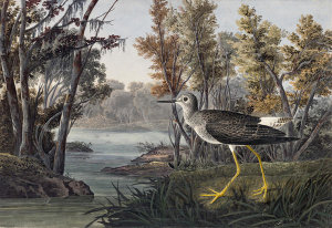 John James Audubon - Lesser Yellowlegs (Tringa flavipes), Havell plate no. 288, 1832