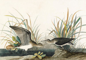 John James Audubon - Solitary Sandpiper (Tringa solitaria), Havell plate no. 289, c. 1825