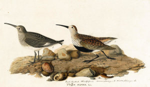 John James Audubon - Dunlin (Calidris alpina), Havell plate no. 290, c. 1834-36