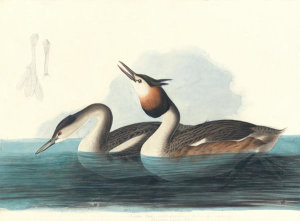 John James Audubon - Great Crested Grebe (Podiceps cristatus), Havell plate no. 292; two sketches of a foot, 1835