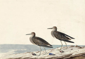 John James Audubon - Pectoral Sandpiper (Calidris melanotos), Havell plate no. 294, 1832