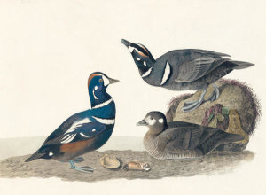John James Audubon - Harlequin Duck (Histrionicus histrionicus), Havell plate no. 297, 1833