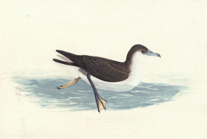 John James Audubon - Audubon's Shearwater (Puffinus lherminieri), Havell plate no. 299, 1826; c. 1835
