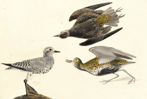 John James Audubon - Lesser Golden-Plover (Pulvialis dominica) and Greater Golden-Plover (Pluvialis apricaria); Havell plate no. 300, c. 1815; c. 1830