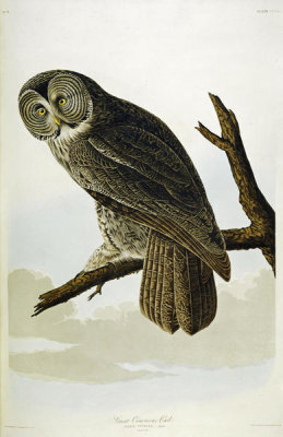 John James Audubon - Great Gray Owl (Strix nebulosa), 1827-1838