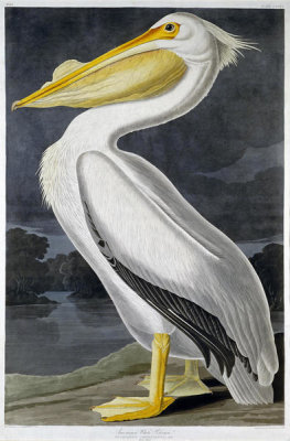 John James Audubon - American White Pelican (Pelecanus erythrorhynchos), 1827-1838