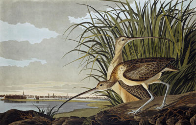 John James Audubon - Long-billed Curlew (Numenius americanus), 1827-1838