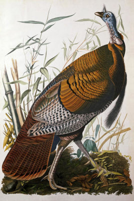 John James Audubon - Wild Turkey (Meleagris gallopavo), 1827-1838