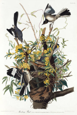 John James Audubon - Northern Mockingbird (Mimus polyglottos), 1827-1838