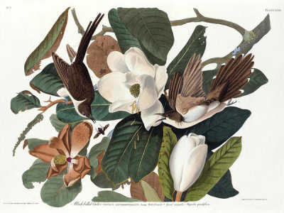 John James Audubon - Black-billed Cuckoo (Coccyzus erythrophthalmus), 1827-1838