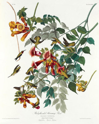 John James Audubon - Ruby-throated Hummingbird (Archilochus colubris), 1827-1838